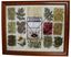 Picture of NAVAJO DYE CHART16X20